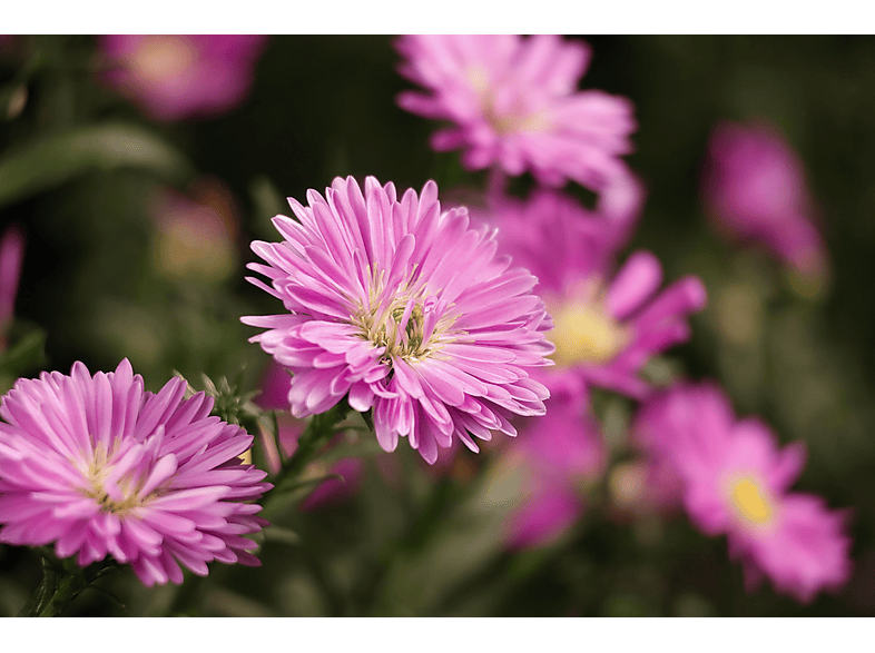 Cámara digital CANON en color Negro (mod. EOS R50) — foto 8